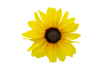 Naklejka premium Yellow chrysanthemum isolated on white background