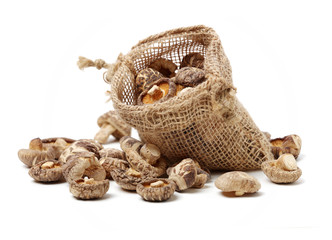 Obraz premium Dry Shiitake Mushroom on white background