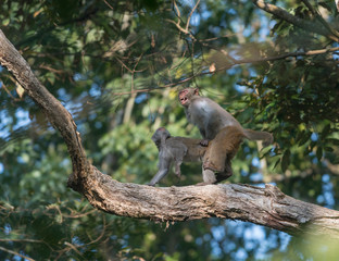 Macaques mating on a tree bark at Gibbon National Park,Assam,India
