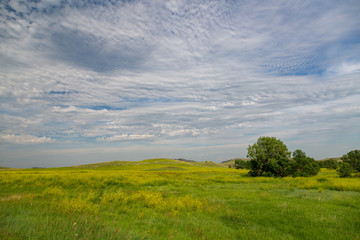 Fototapeta na wymiar green field and dramatic clouds in the sky