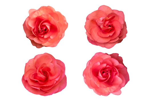collection of flower of red rose Isolated on white background.
