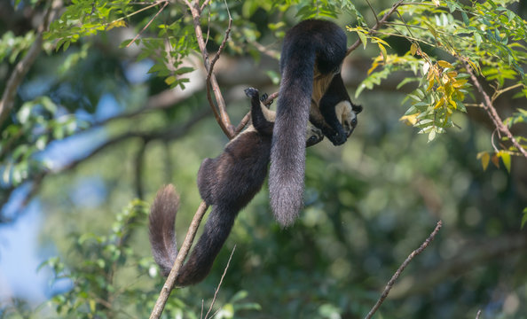 Malayan Giant Squirrel at Gibbon National Park,Assam,India