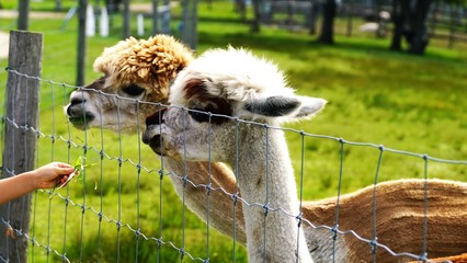 可愛いアルパカ Wall Mural Wallpaper Murals Wallsheaven Kat334