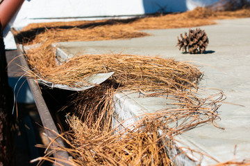 Roof gutter clogged with leaves, pine needles and debris. Damaged plastic mesh gutter guard and...
