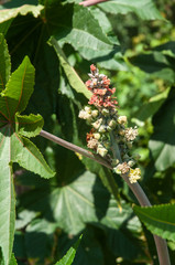 Fototapeta premium inflorescence of a castor bean with male and female flowers