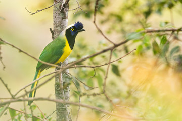 Jay, the colorful Raven