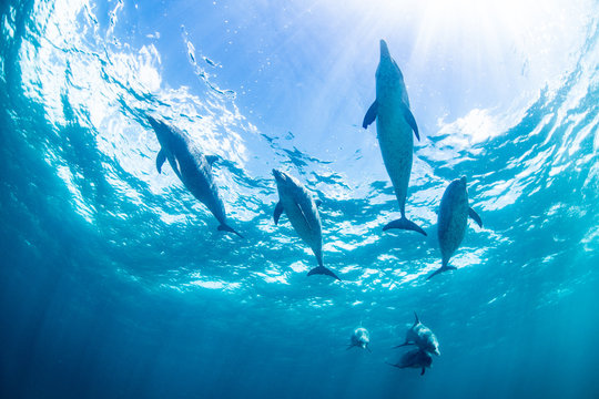 バハマのイルカ