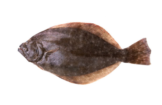 Southern Flounder (Paralichthys lethostigma). Left-eyed flounder, up side. Isolated on white background
