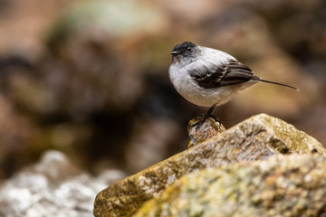 Tiranuelo saltaarroyo