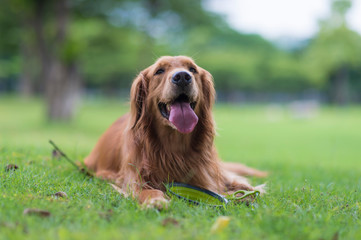 Golden retriever squatting on the grass