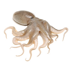 Octopus on white background