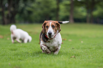 Basset dog walking in the park grass