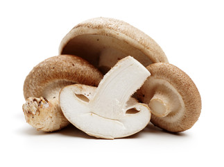 Shiitake mushroom on the White background 