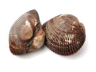 scapharca subcrenata on white background