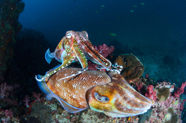 Cuttlefish mating