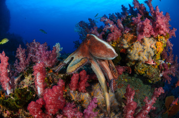 Reef octopus