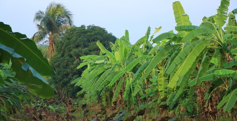 Fototapeta na wymiar Banana garden