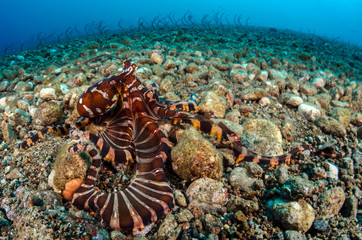 Mimic octopus