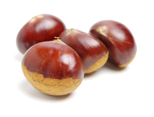 Sweet chestnut on white background