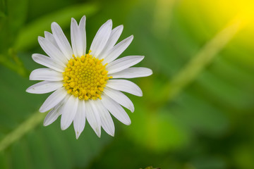 Fototapeta premium Little white daisy flower with green bokeh