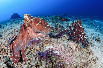 Mating octopus © mekanphotography