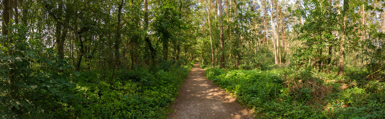 A forest path in sunshine with many green trees as a panorama
