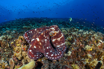 Reef octopus