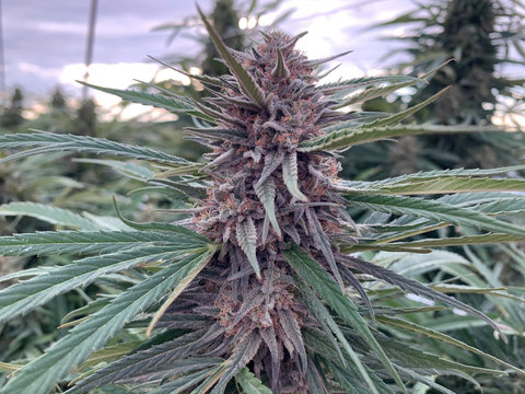Purple Dream