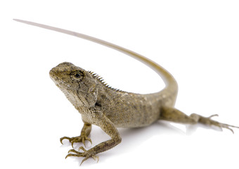 Fototapeta premium Lacertilia (Sauria) on white background