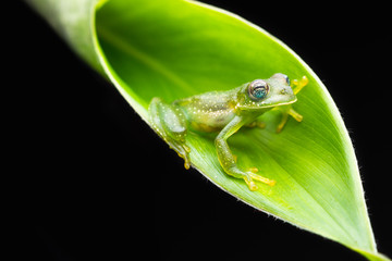 Cristal Frog