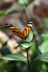 Monarch Butterfly