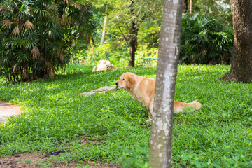 Golden Retriever Dog Pooping on Grasses