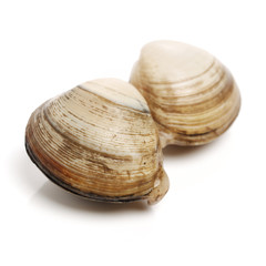 Stacked fresh raw clams on white background