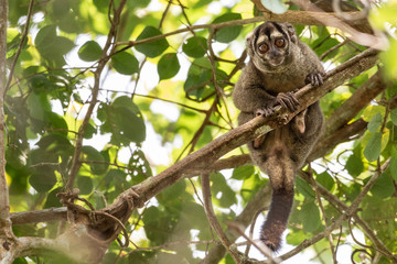 Fototapeta premium Mono Nocturno 