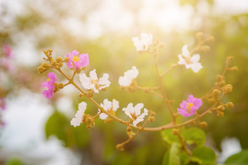 pink and white flower with bokeh