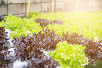 Organic hydroponic vegetable