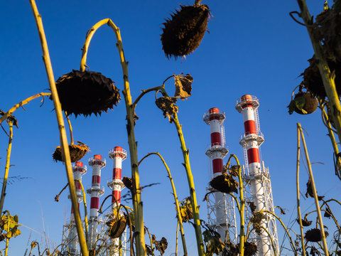 Red-and-white boiler room chimneys against a blue sky. Field of dried sunflowers and boiler station pipes