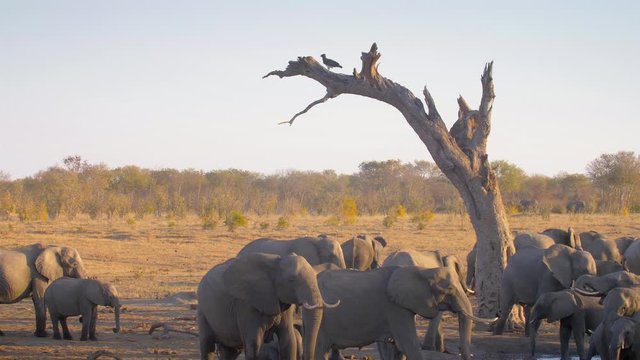 Martial eagle adult on dead tree With elpephant herd under, Hwange National Park Zimbabwe