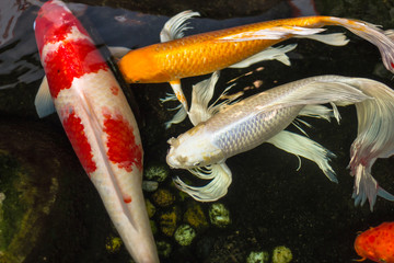 koi carp in the pond