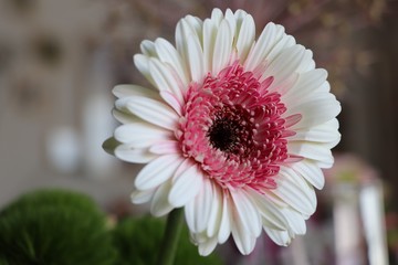 Close up of a Gerbera flower