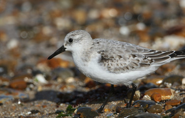 A Sanderling, Calidris alba, is feeding at the edge of the sea in the UK.