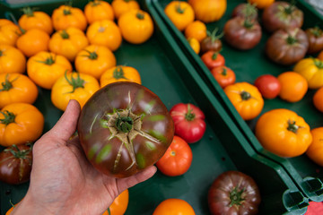 Fototapeta premium Organic produce at a farmer's market. A point of view perspective of a person holding a large brown tomato (beefsteak tomato) above ripe and colorful tomatoes on a market stall with copy-space.