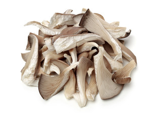 oyster mushroom on white background