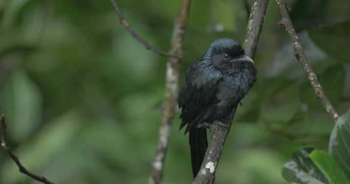 Greater Racket tailed Drongo flicks their tail on a branch as rain drips from the leaves