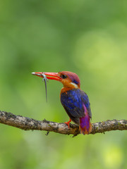 Oriental Dwarf Kingfisher near Chiplun,Maharashtra,India