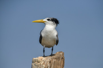 Great Crested Tern at Goa,India