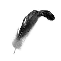 Black feather isolated on white background