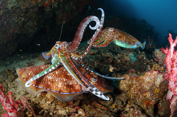 Mating cuttlefish