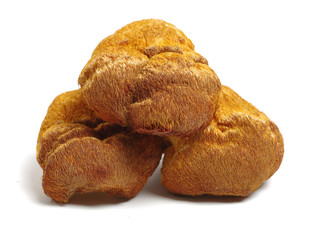 hericium erinaceus on white background