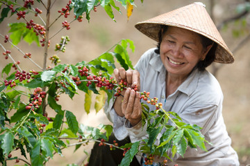 Coffee farmers are harvesting coffee berries on a coffee farm in Vietnam, Asia.